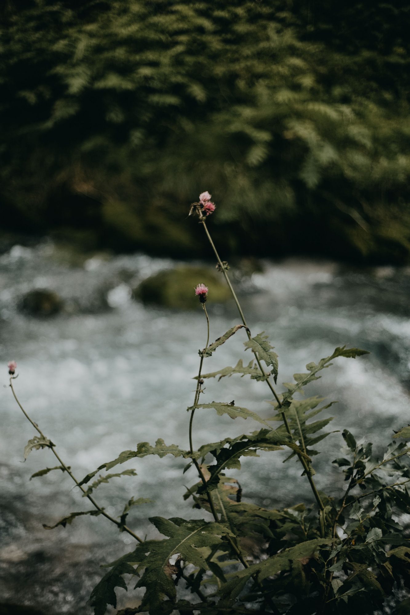 wild flower near a river
