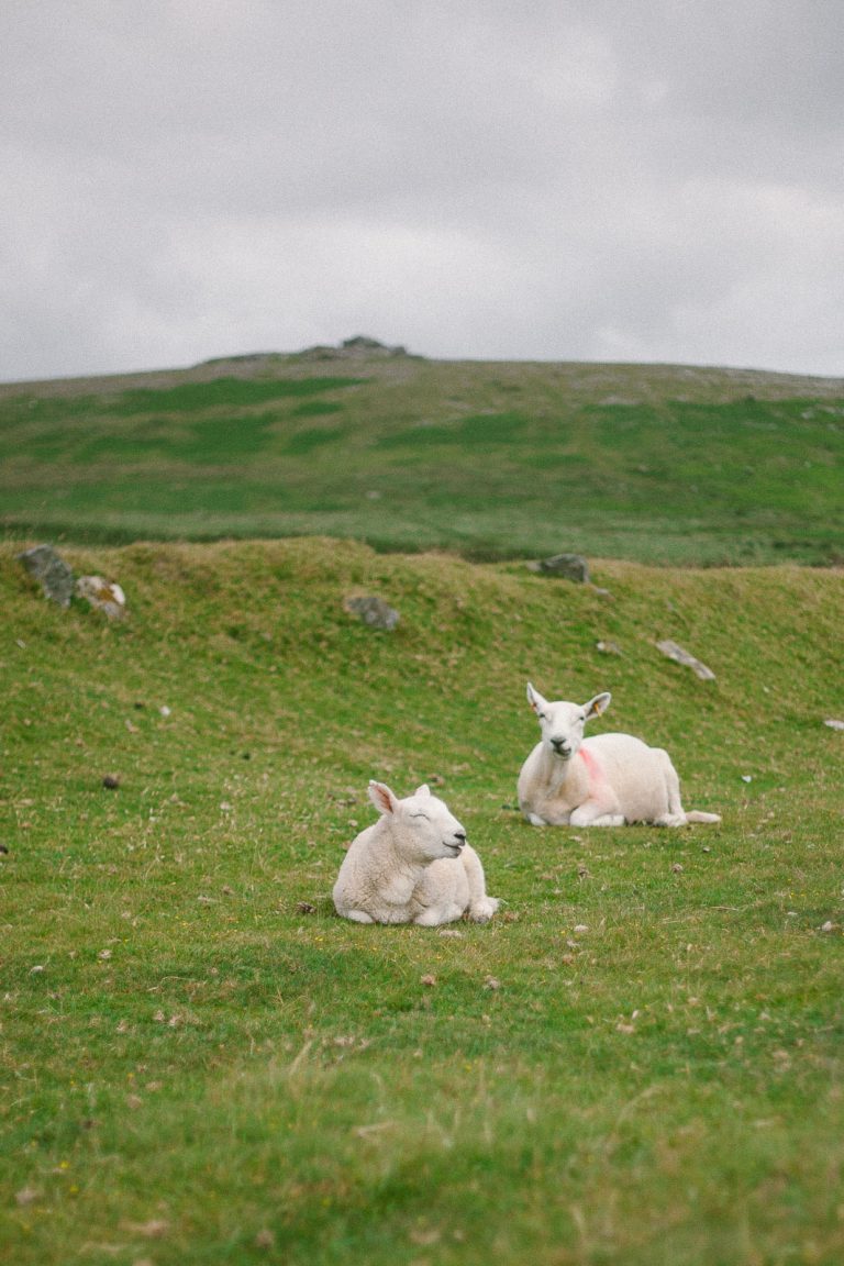 photographing wildlife at dartmoor national park